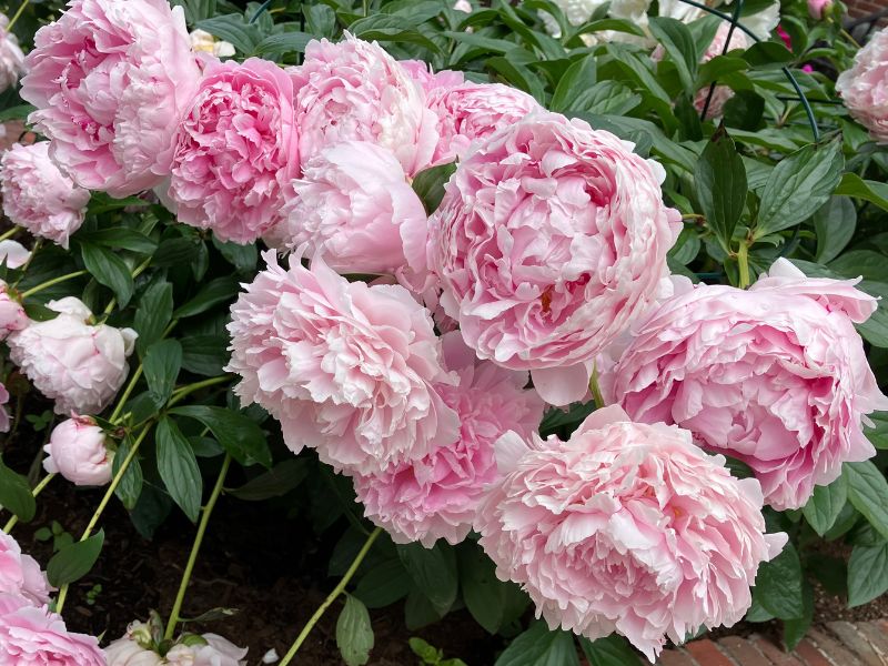 The best spots for spring flowers in Boston